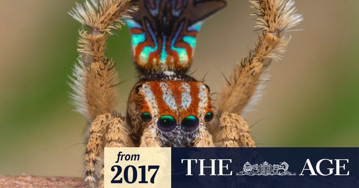 'It's weird' Biologist discovers new spider species in Albany